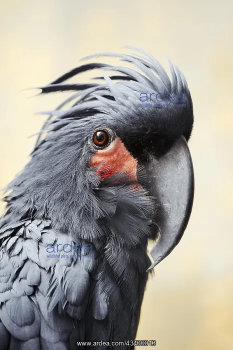 : Palm cockatoo (Probosciger aterrimus), portrait : Palm cockatoo (Probosciger aterrimus), portrait