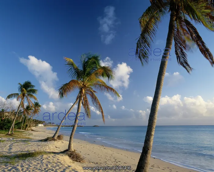 : Palm, Cocos nucifera : Palm, Cocos nucifera