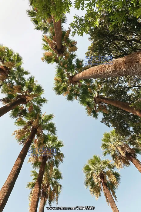 : Palm, Date palm : Palm, Date palm