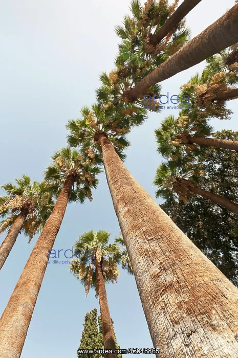 : Palm, Date palm : Palm, Date palm