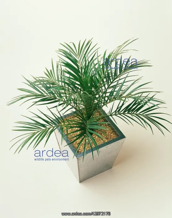 : Palm, Date palm, Phoenix : Palm, Date palm, Phoenix