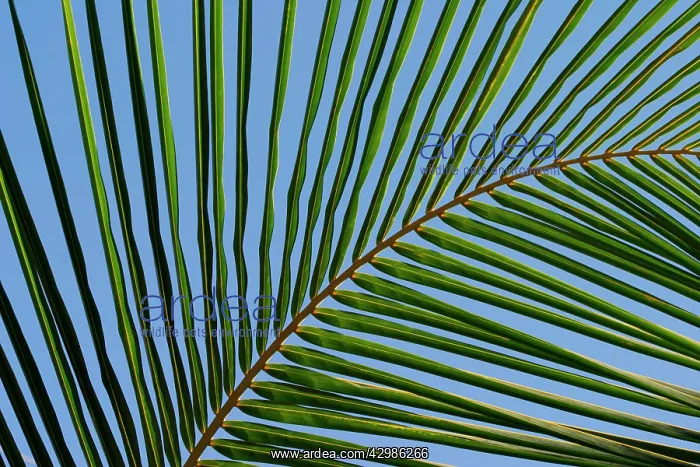 : Palm, Date palm, Phoenix : Palm, Date palm, Phoenix