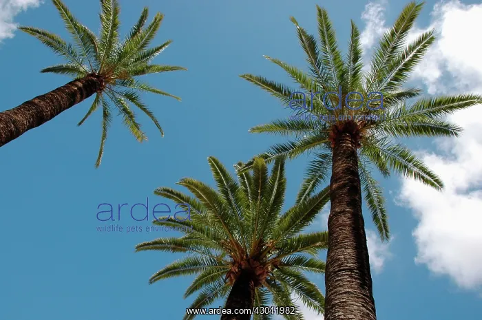 : Palm, Date palm, Phoenix : Palm, Date palm, Phoenix