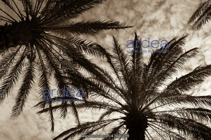 : Palm, Date palm, Phoenix : Palm, Date palm, Phoenix