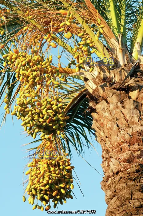 : Palm, Date palm, Phoenix : Palm, Date palm, Phoenix