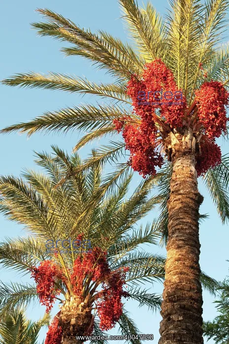 : Palm, Date palm, Phoenix : Palm, Date palm, Phoenix