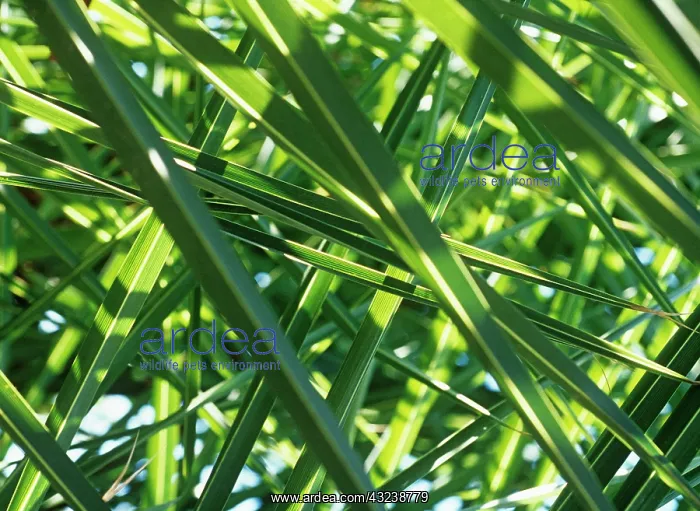 : Palm, Date palm, Phoenix : Palm, Date palm, Phoenix