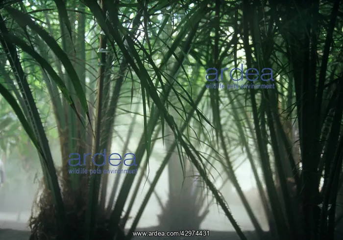 : Palm, Date palm, Phoenix canariensis : Palm, Date palm, Phoenix canariensis