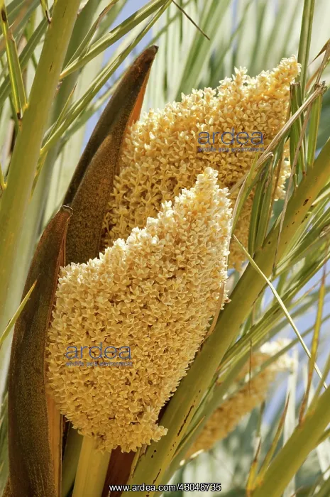 : Palm, Date palm, Phoenix canariensis : Palm, Date palm, Phoenix canariensis