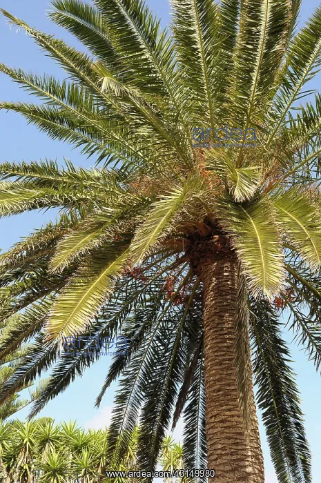 : Palm, Date Palm, Phoenix canariensis, Detail of tree against : Palm, Date Palm, Phoenix canariensis, Detail of tree against