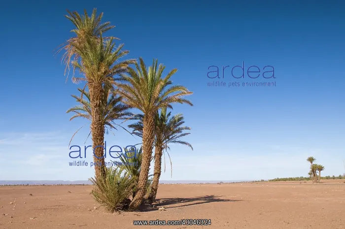 : Palm, Date palm, Phoenix dactylifera : Palm, Date palm, Phoenix dactylifera