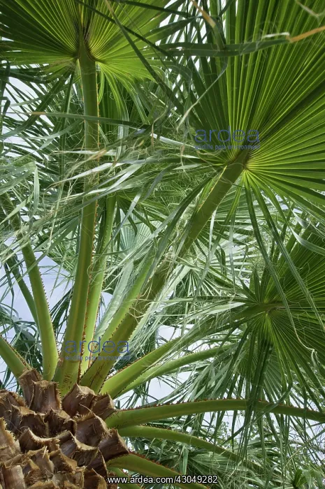 : Palm, Desert fan palm, Washingtonia filifera : Palm, Desert fan palm, Washingtonia filifera