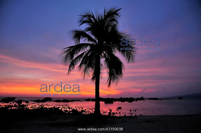 : Palm in last evening light, Playa Ancon beach, near : Palm in last evening light, Playa Ancon beach, near