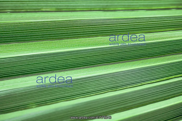 : Palm, Fan palm, Abstract view of folds of a palm : Palm, Fan palm, Abstract view of folds of a palm
