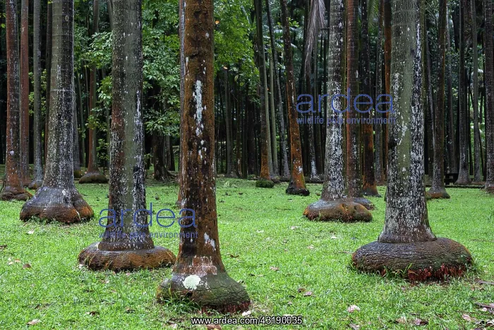 : Palm forest near Anse des Cascades in Piton Sainte-Rose : Palm forest near Anse des Cascades in Piton Sainte-Rose