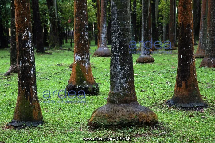 : Palm forest near Anse des Cascades in Piton Sainte-Rose : Palm forest near Anse des Cascades in Piton Sainte-Rose