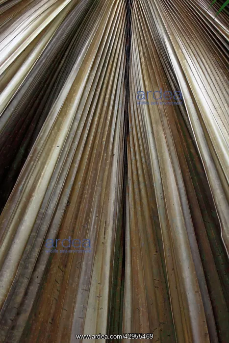 : Palm frond : Palm frond