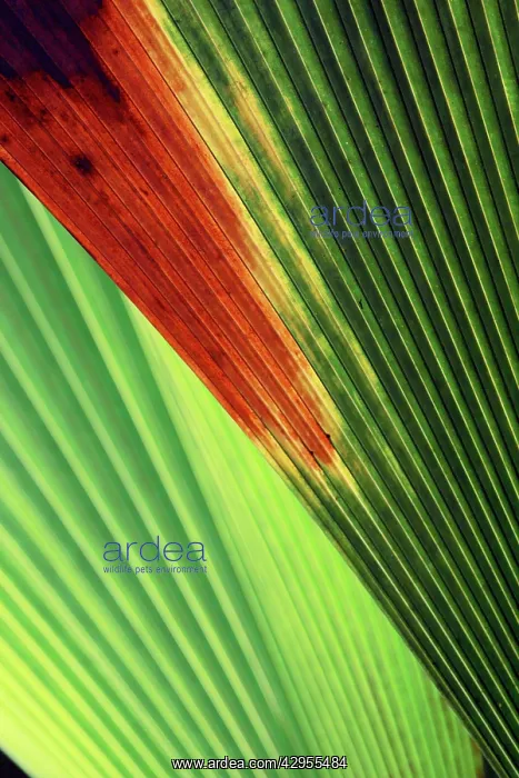 : Palm frond : Palm frond