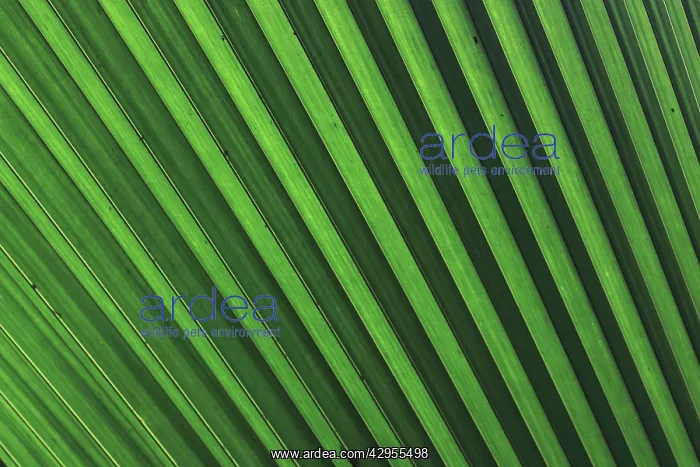 : Palm frond : Palm frond
