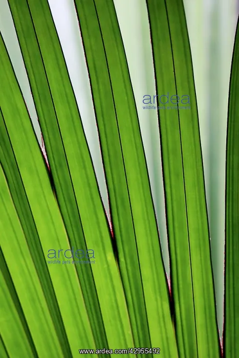: Palm frond - Valle de Mai National Park : Palm frond - Valle de Mai National Park