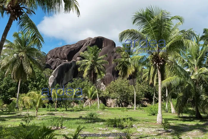 : Palm grove in front of black granite rocks, La Digue : Palm grove in front of black granite rocks, La Digue
