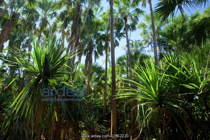 : Palm grove - dense forest of cabbage trees and : Palm grove - dense forest of cabbage trees and