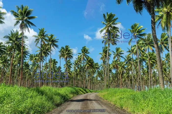 : Palm grove on the south coast of Taveuni, Fiji : Palm grove on the south coast of Taveuni, Fiji