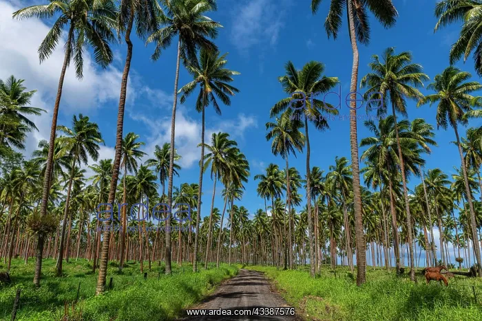 : Palm grove on the south coast of Taveuni, Fiji : Palm grove on the south coast of Taveuni, Fiji