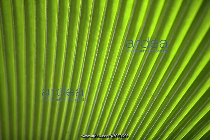 : Palm Leaf close-up : Palm Leaf close-up