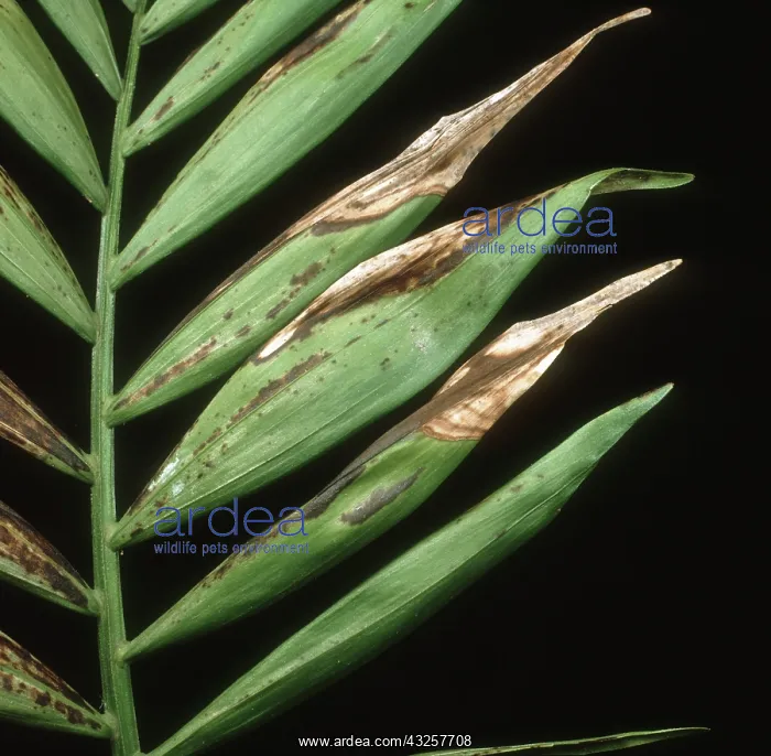 : Palm leaf spot : Palm leaf spot