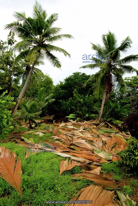 : Palm Leaves Drying : Palm Leaves Drying