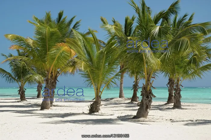 : Palm-lined beach with white sand and Coconut Palm : Palm-lined beach with white sand and Coconut Palm