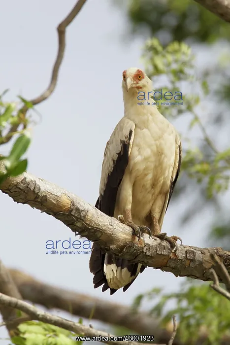 : Palm-Nut Vulture : Palm-Nut Vulture