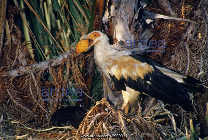 : Palm-nut Vulture - female with fruit of Rafia Palm : Palm-nut Vulture - female with fruit of Rafia Palm