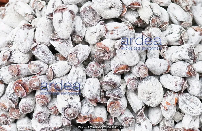 : Palm, Phoenix canariensis, Date palm : Palm, Phoenix canariensis, Date palm