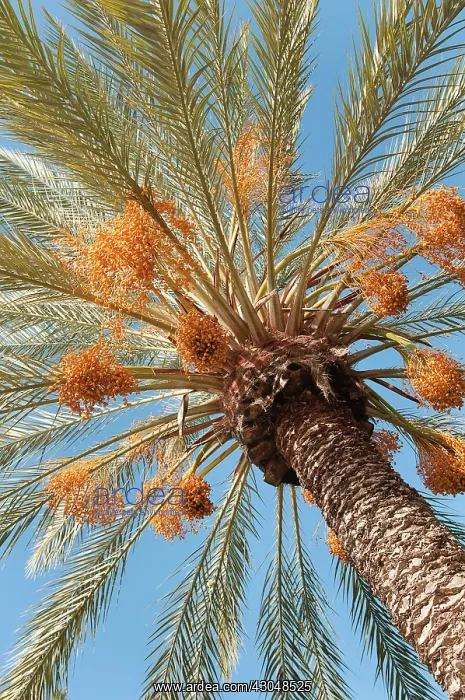 : Palm, Phoenix canariensis, Date palm : Palm, Phoenix canariensis, Date palm