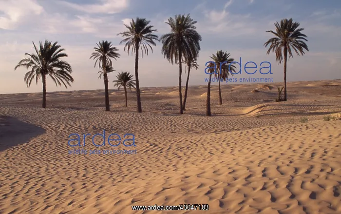 : Palm, Phoenix dactylifera, Date palm : Palm, Phoenix dactylifera, Date palm