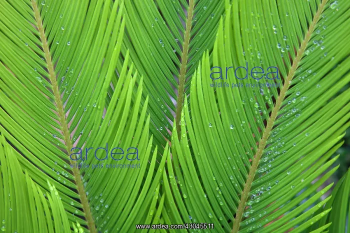 : Palm, Sago palm : Palm, Sago palm