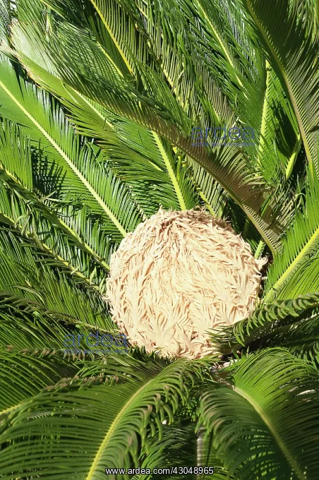 : Palm, Sago palm : Palm, Sago palm