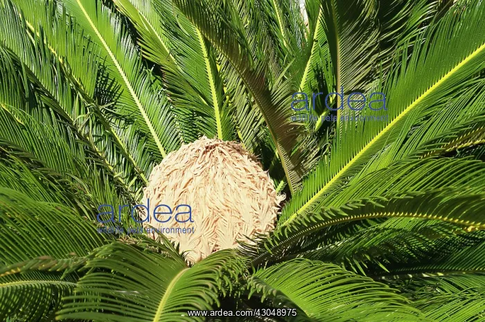 : Palm, Sago palm : Palm, Sago palm