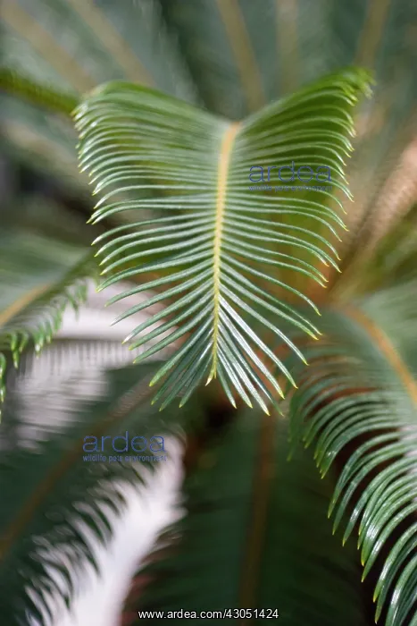 : Palm, Sago palm, Cycas revoluta : Palm, Sago palm, Cycas revoluta