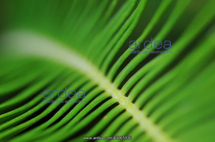 : Palm, Sago palm, Cycas revoluta : Palm, Sago palm, Cycas revoluta