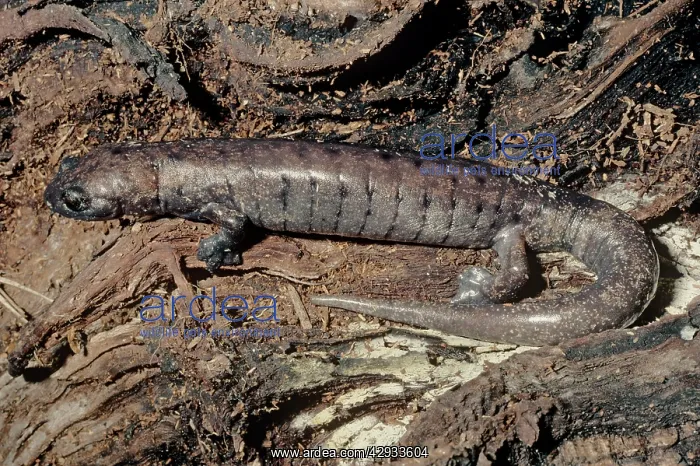 : Palm Salamander : Palm Salamander