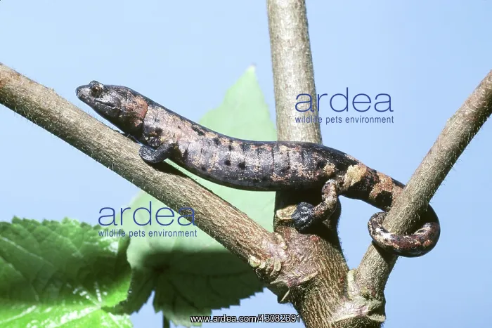 : Palm Salamander (Bolitoglossa dofleini) : Palm Salamander (Bolitoglossa dofleini)
