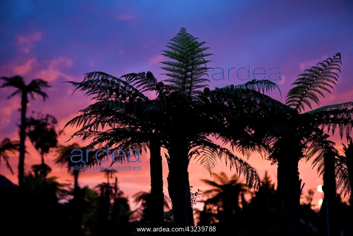 : Palm silhouettes against colorful sunset : Palm silhouettes against colorful sunset