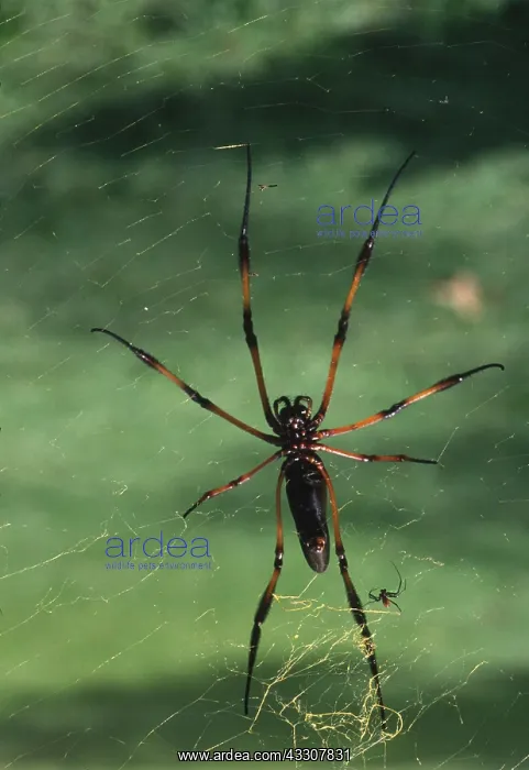 : PALM SPIDER - showing sexual dimorphism. Diminutive : PALM SPIDER - showing sexual dimorphism. Diminutive