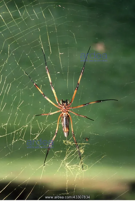 : PALM SPIDER - showing sexual dimorphism. Diminutive : PALM SPIDER - showing sexual dimorphism. Diminutive