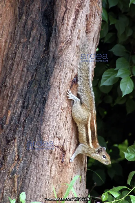 : Palm Squirrel : Palm Squirrel