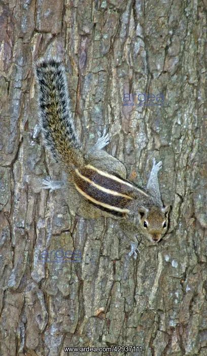 : Palm Squirrel / Dusky Striped Squirrel : Palm Squirrel / Dusky Striped Squirrel