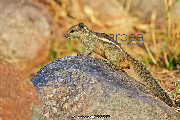 : Palm Squirrel / Three-striped Palm Squirrel : Palm Squirrel / Three-striped Palm Squirrel